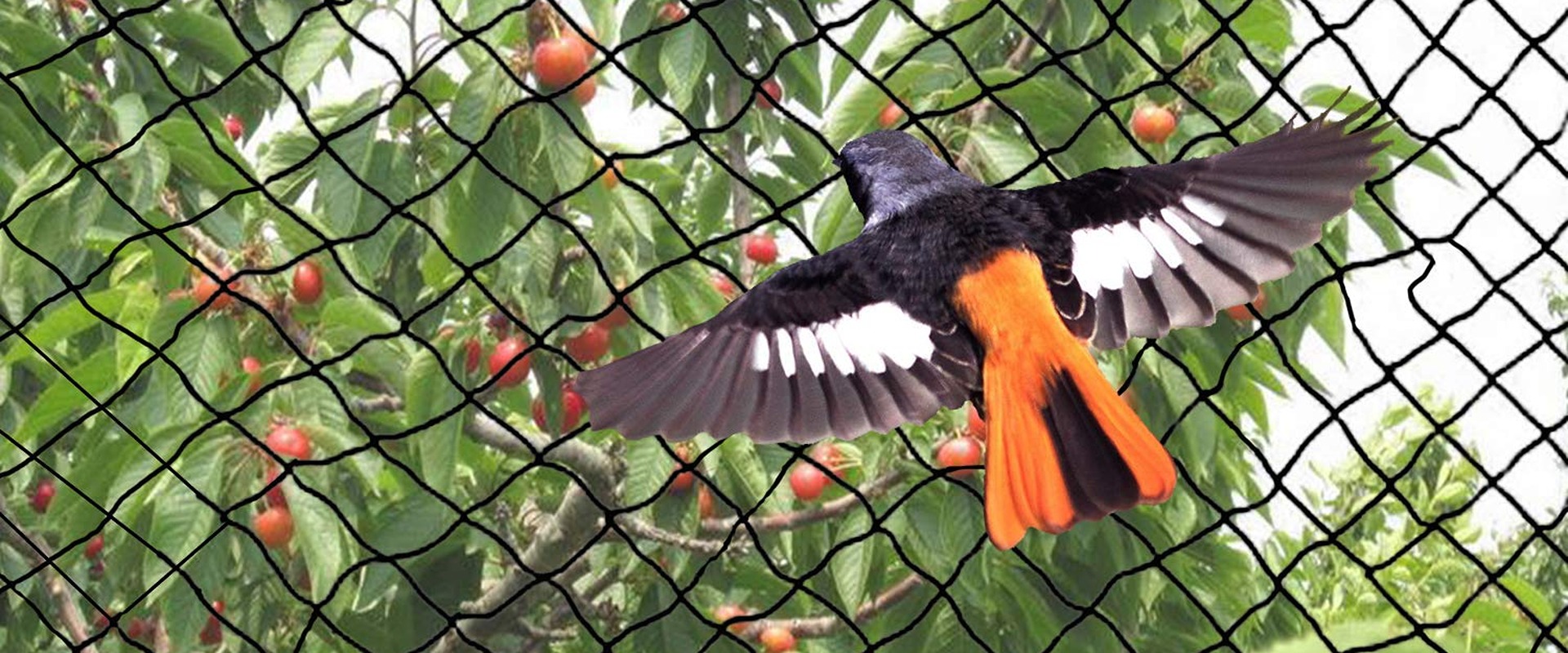 Professional Bird Net Installation