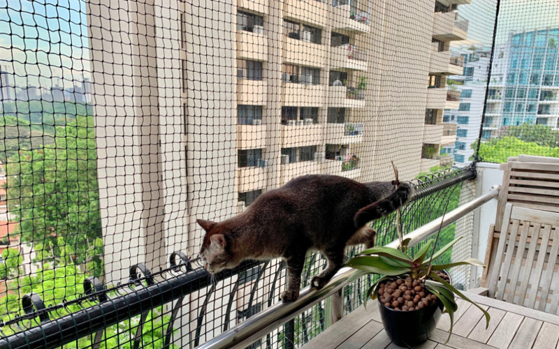 Cat Safety Net Installation Service